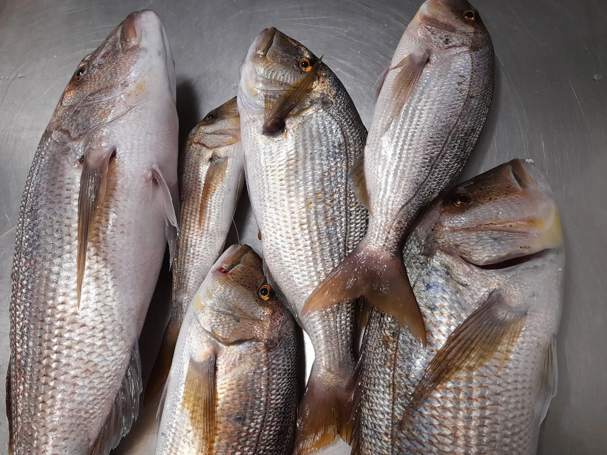 Wide variety of premium seafood products available at Skiathos Fish Market
